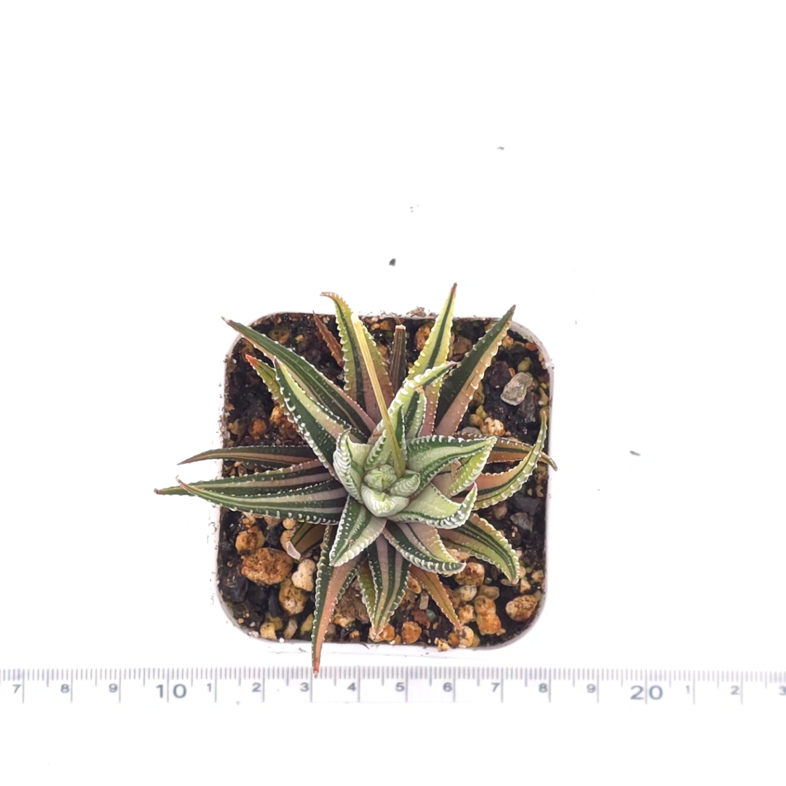Haworthia fasciata 'Zebra' | 條紋十二卷 thumbnail 4