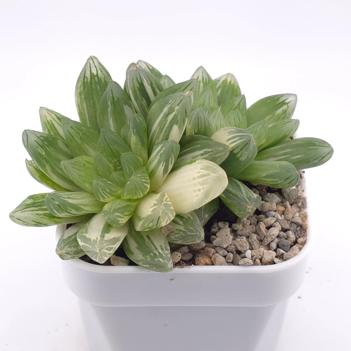 Haworthia Hanabi Variegated | 花火玉露錦 thumbnail 2