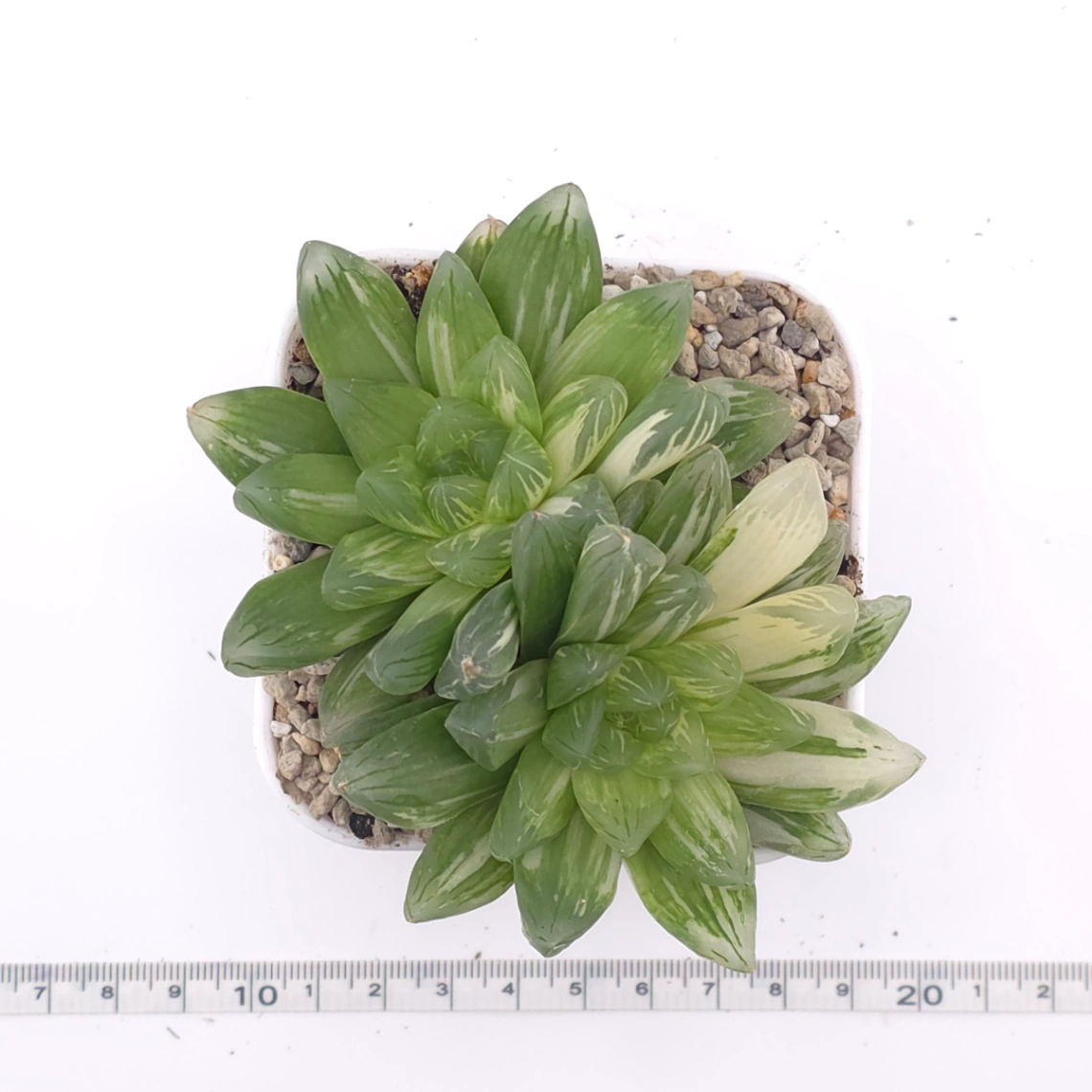Haworthia Hanabi Variegated | 花火玉露錦 thumbnail 4