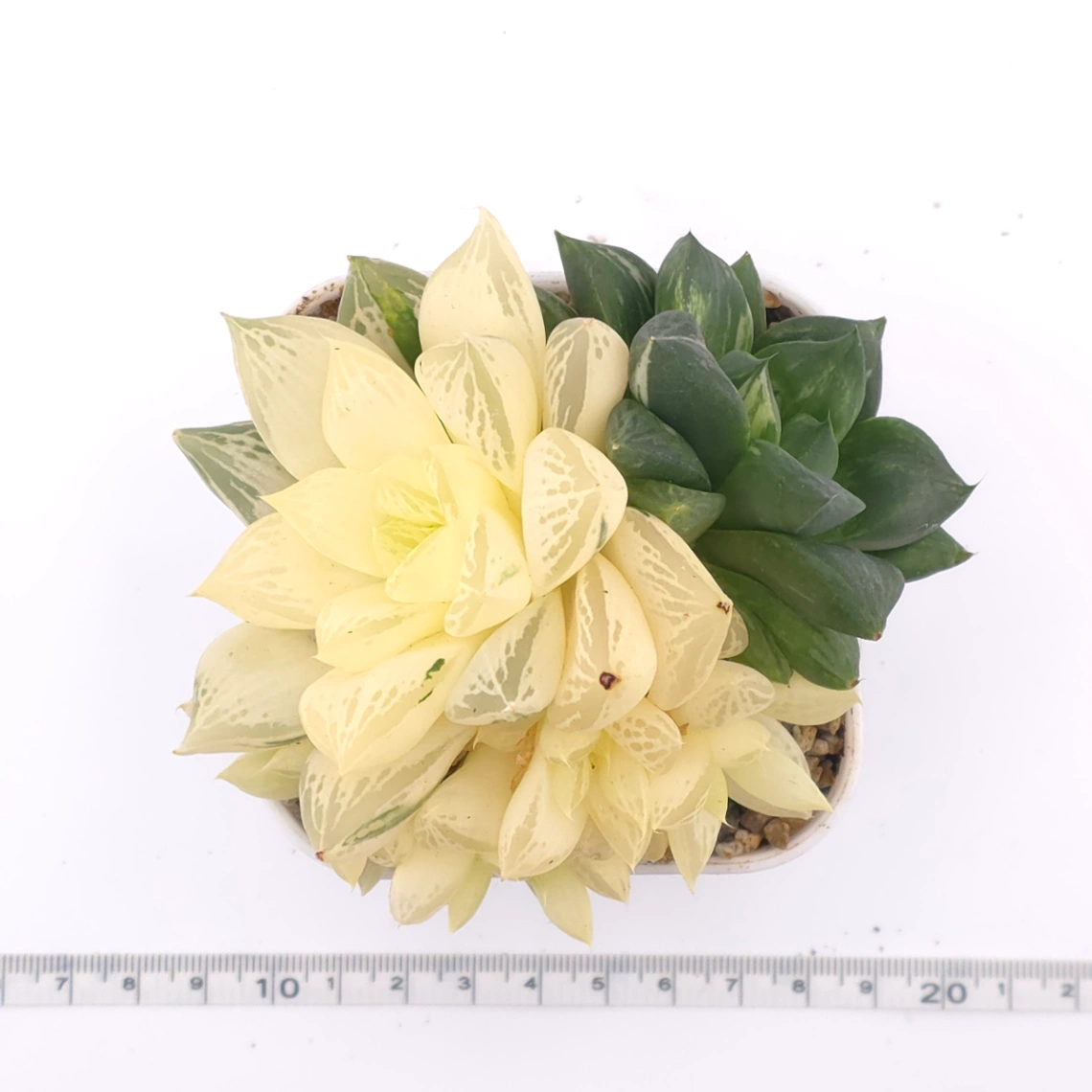 Haworthia Hanabi Variegated | 花火玉露錦 thumbnail 4
