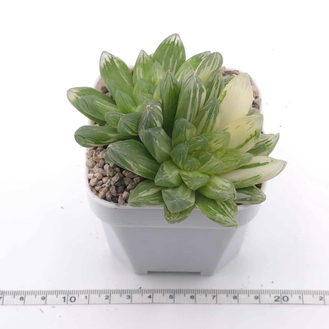 Haworthia Hanabi Variegated | 花火玉露錦 thumbnail 3
