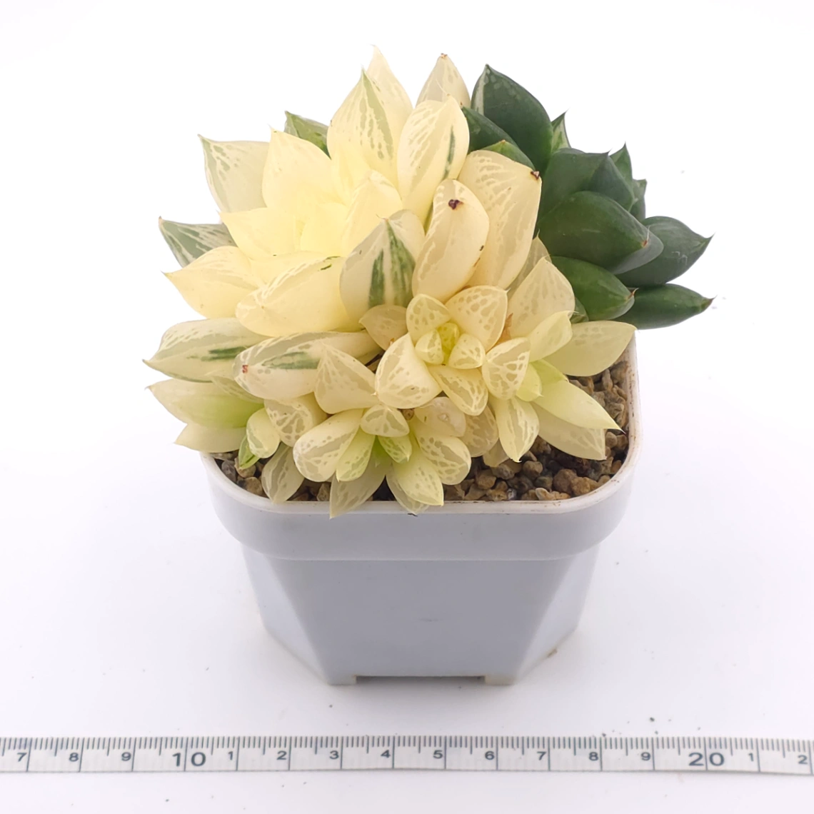Haworthia Hanabi Variegated | 花火玉露錦 thumbnail 3