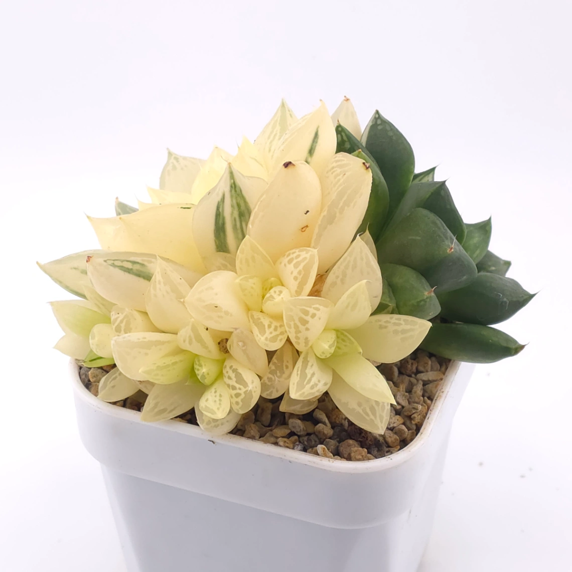 Haworthia Hanabi Variegated | 花火玉露錦 thumbnail 2