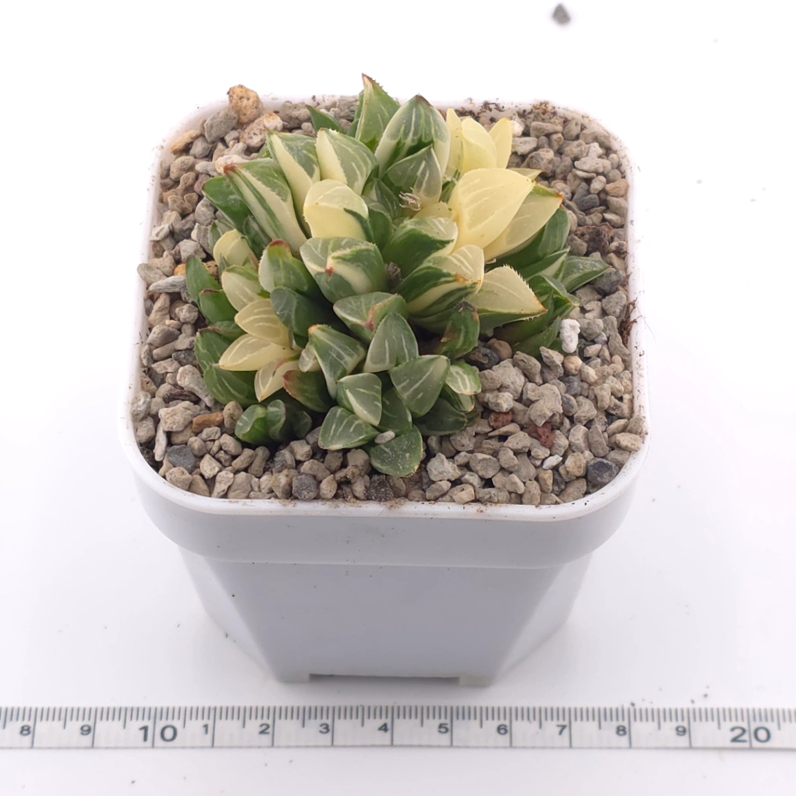 Haworthia Heidelbergensis Variegated | 姬壽錦 thumbnail 3