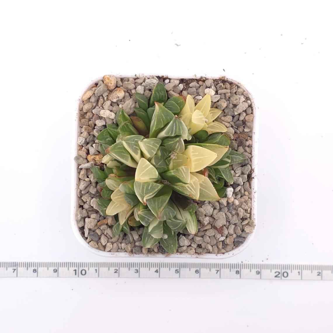 Haworthia Heidelbergensis Variegated | 姬壽錦 thumbnail 5