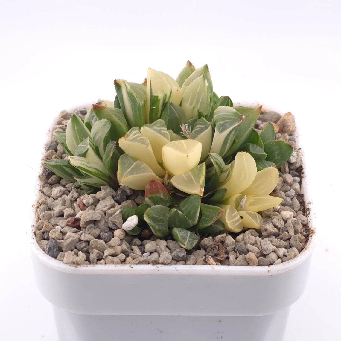 Haworthia Heidelbergensis Variegated | 姬壽錦 thumbnail 2