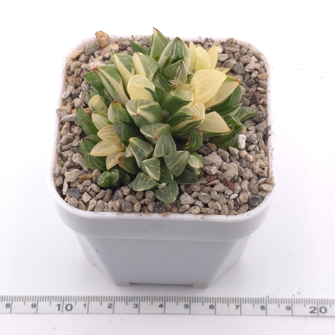 Haworthia Heidelbergensis Variegated | 姬壽錦 thumbnail 4