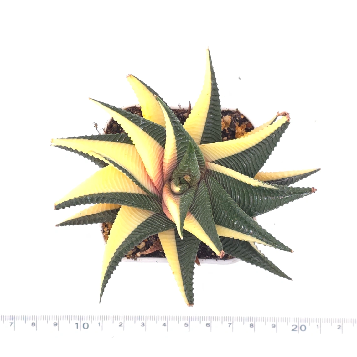 Haworthia limifoli Variegated | 琉璃殿錦 thumbnail 4