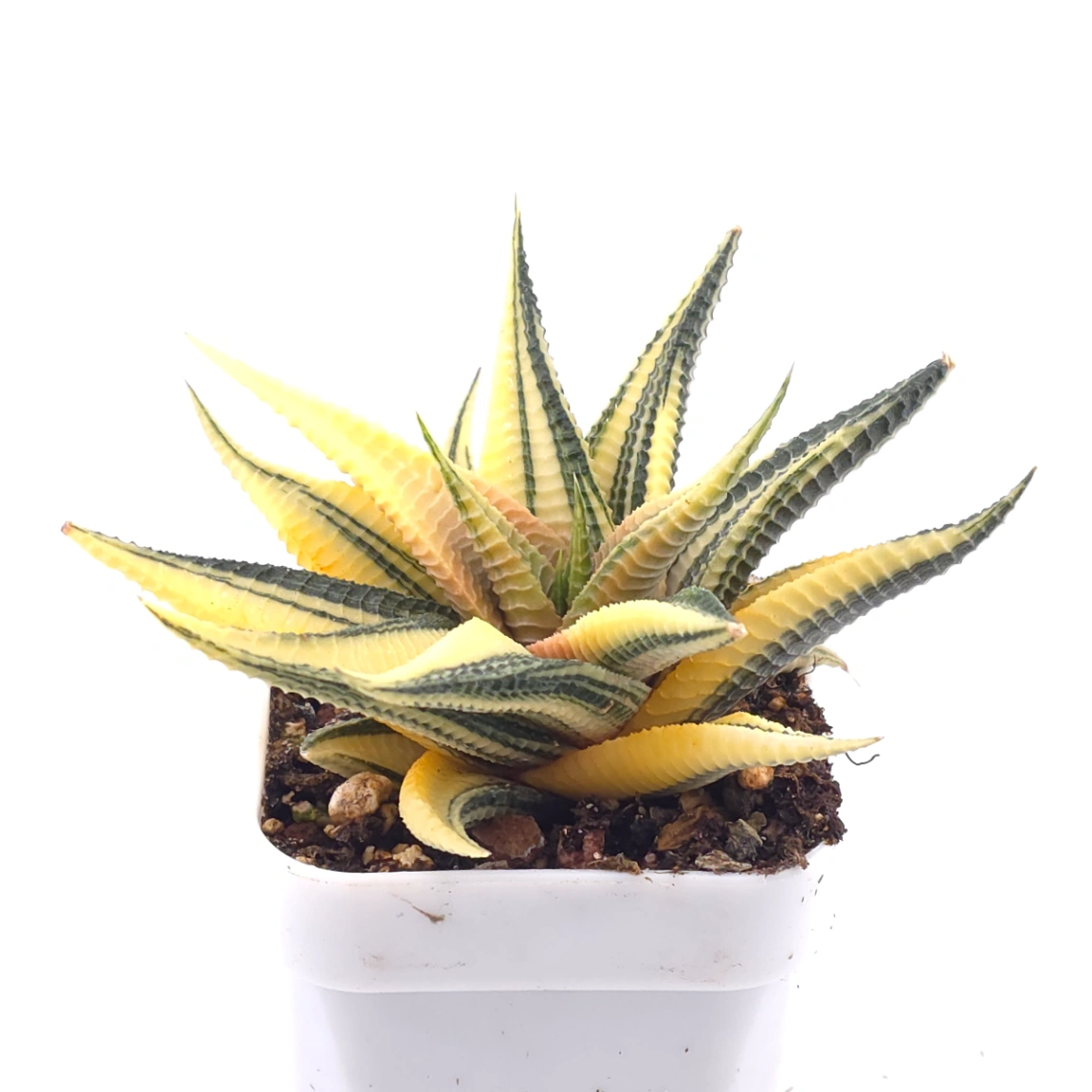 Haworthia limifoli Variegated | 琉璃殿錦 thumbnail 2