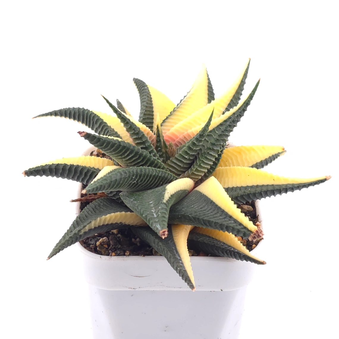 Haworthia limifoli Variegated | 琉璃殿錦 thumbnail 2