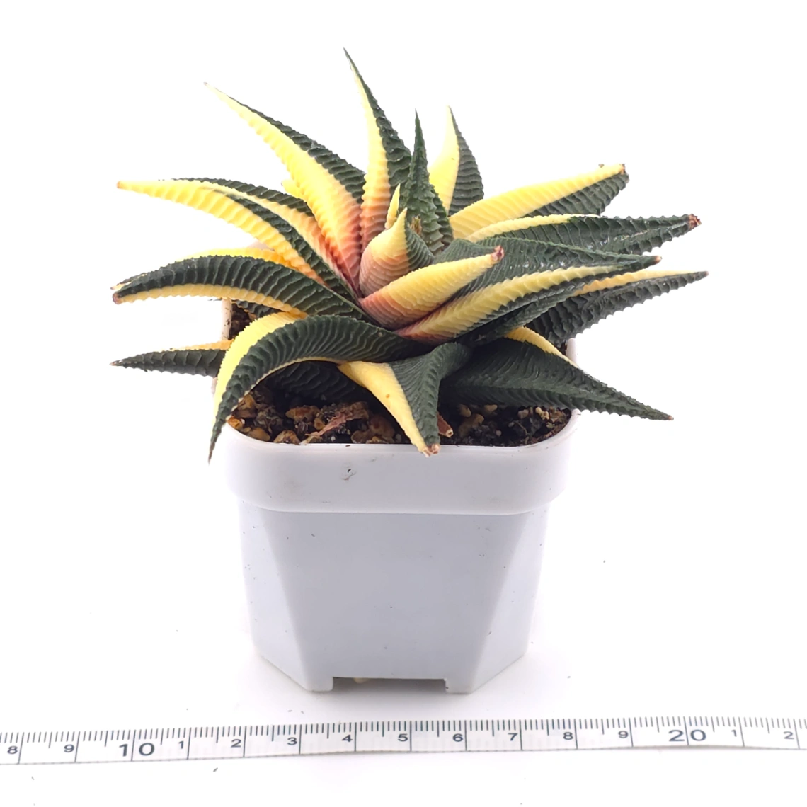 Haworthia limifoli Variegated | 琉璃殿錦 thumbnail 3