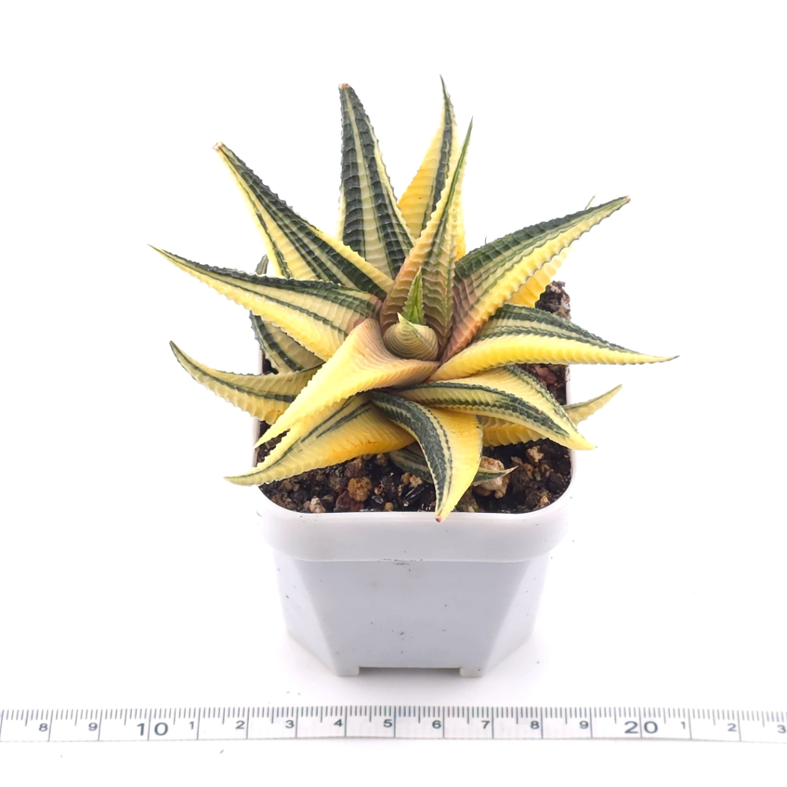Haworthia limifoli Variegated | 琉璃殿錦 thumbnail 3