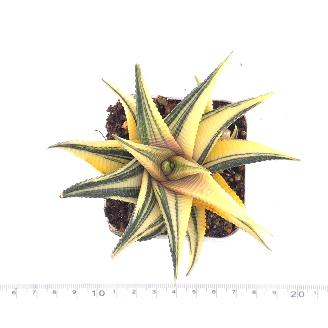 Haworthia limifoli Variegated | 琉璃殿錦 thumbnail 4