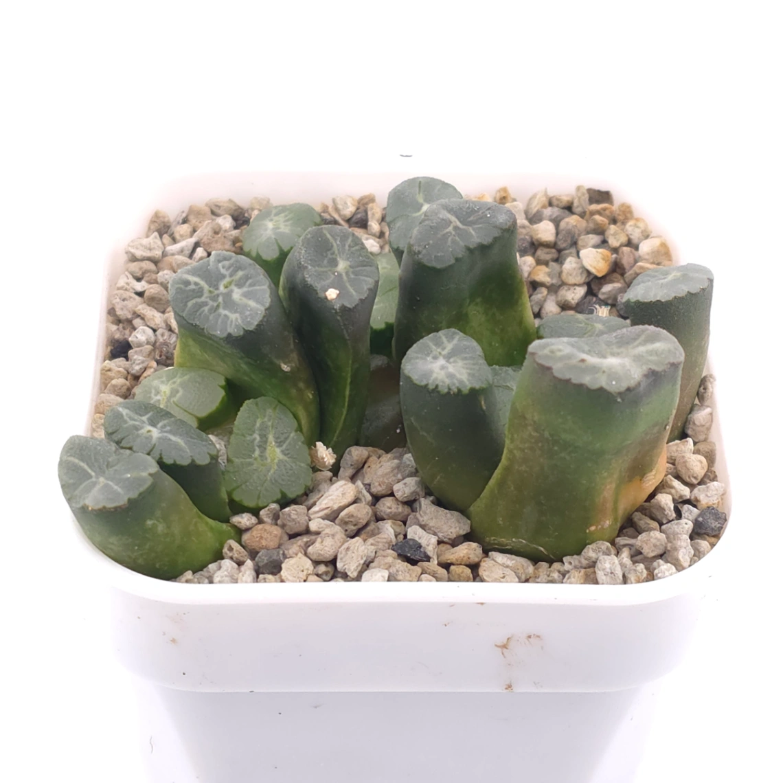 Haworthia maughanii | 萬象 thumbnail 2