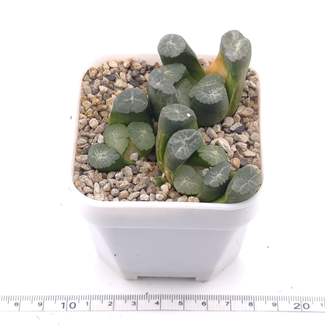Haworthia maughanii | 萬象 thumbnail 3