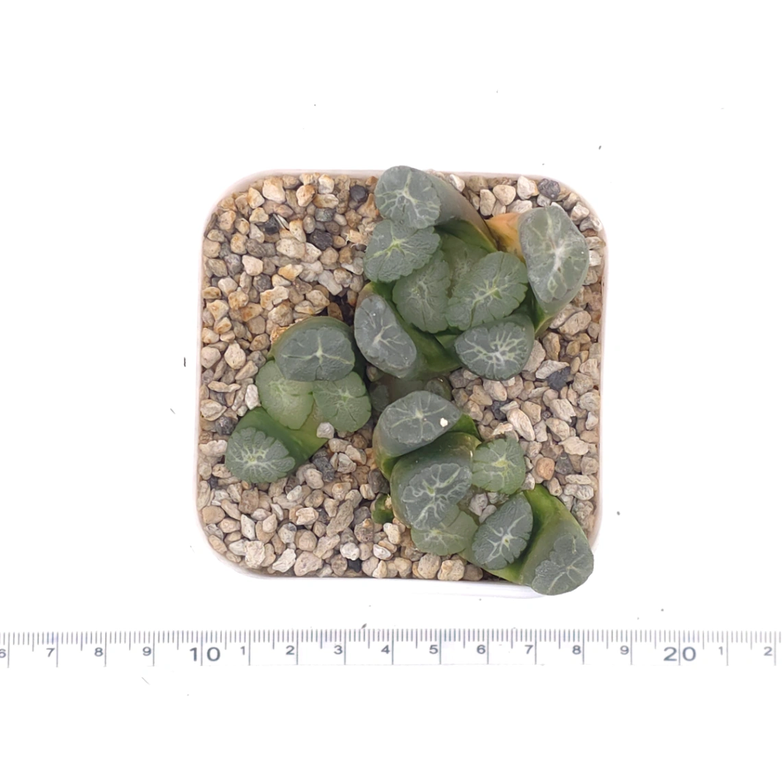 Haworthia maughanii | 萬象 thumbnail 4