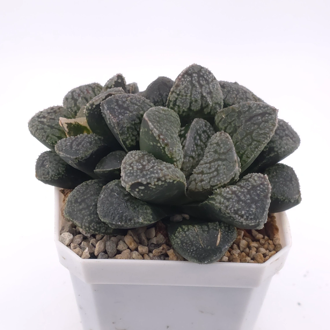 Haworthia ‘Mordor’ | 摩多 thumbnail 2