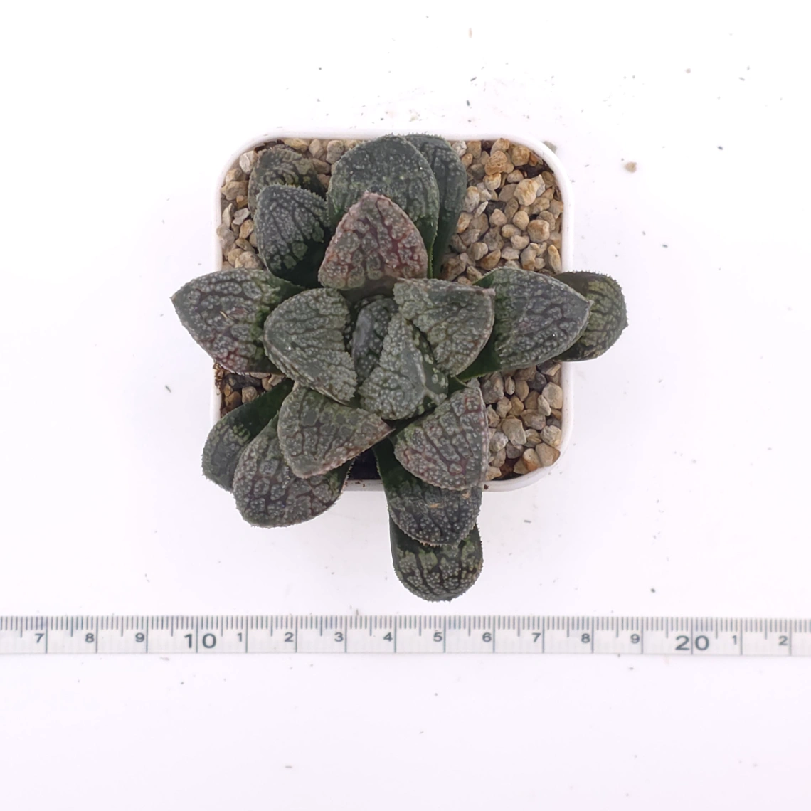 Haworthia ‘Mordor’ | 摩多 thumbnail 4
