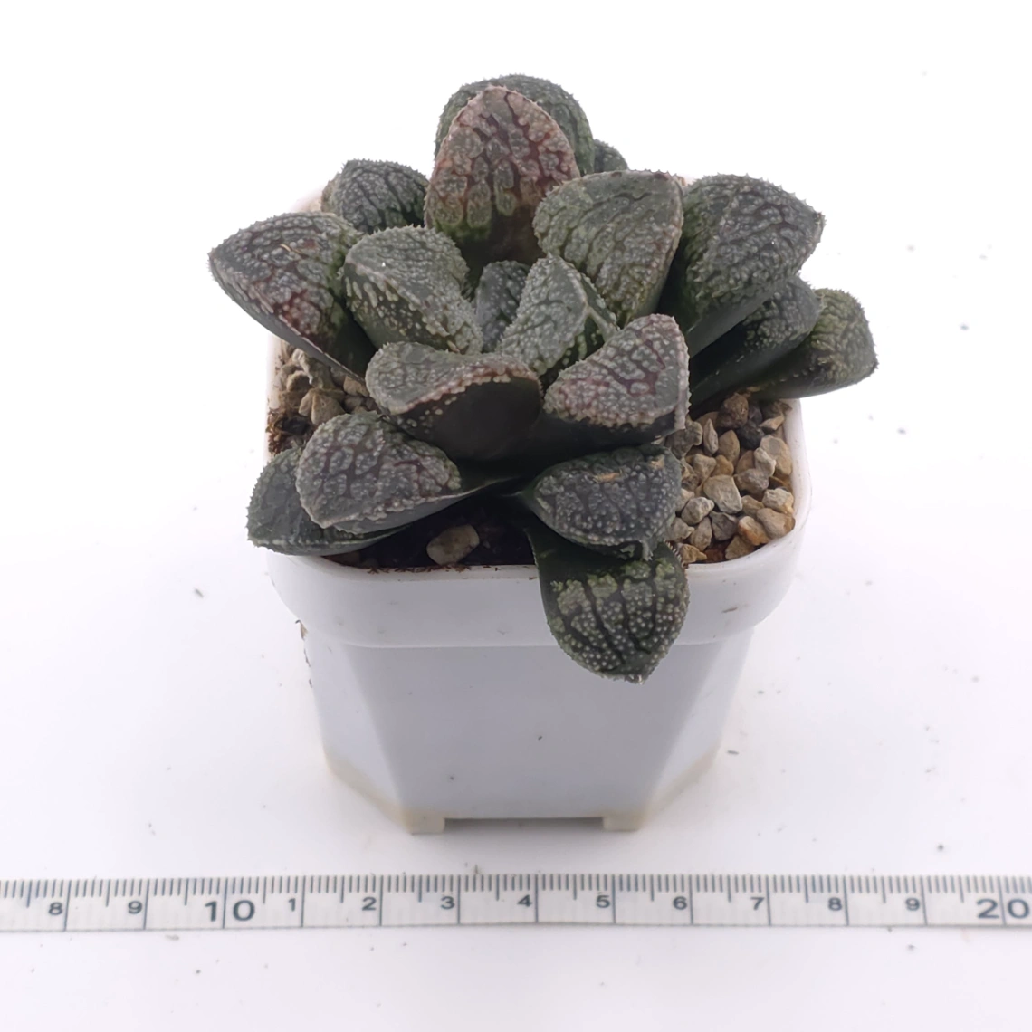Haworthia ‘Mordor’ | 摩多 thumbnail 3