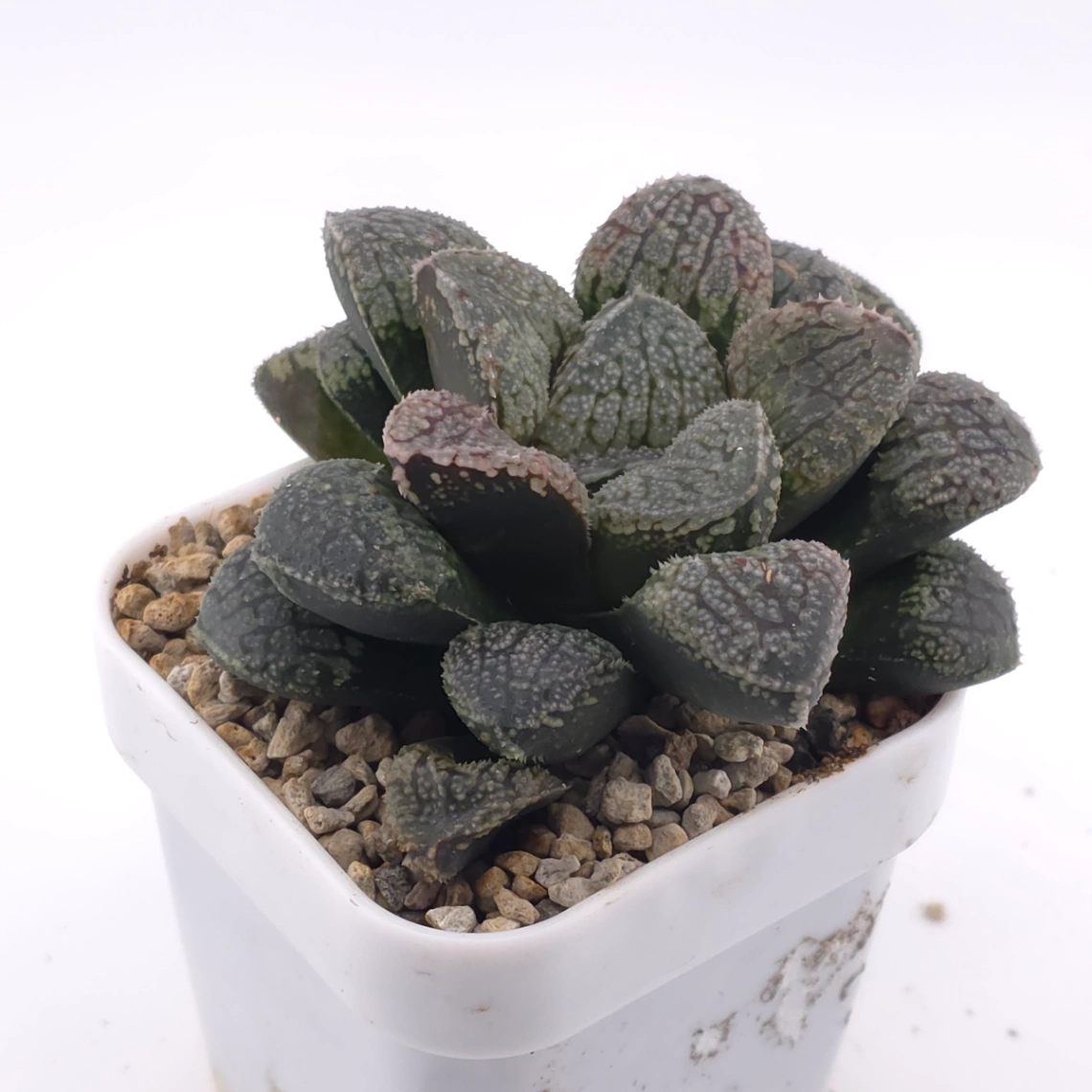 Haworthia ‘Mordor’ | 摩多 thumbnail 2