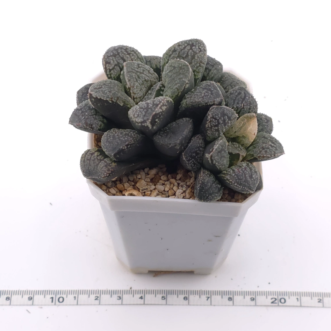 Haworthia ‘Mordor’ | 摩多 thumbnail 3