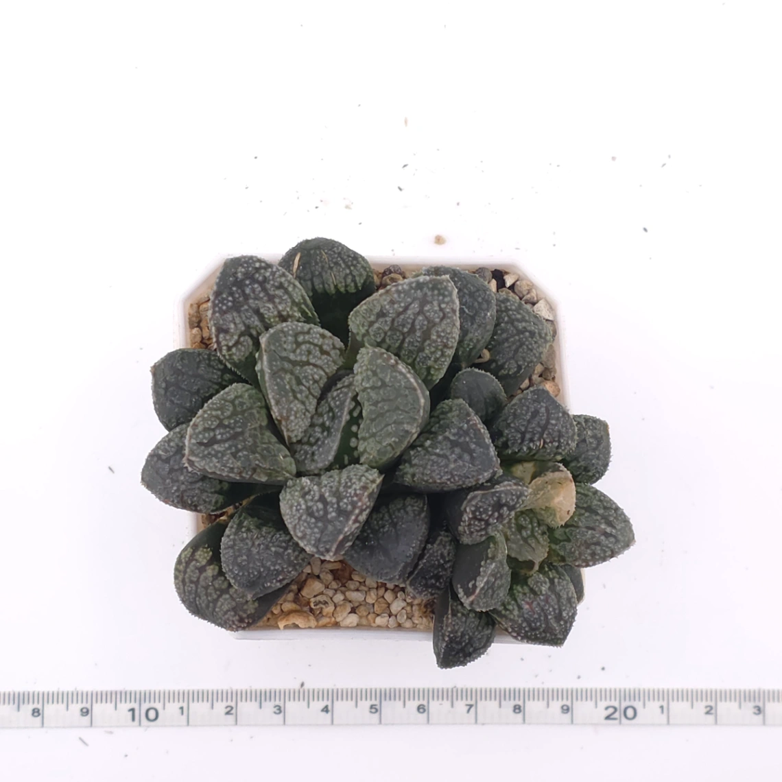 Haworthia ‘Mordor’ | 摩多 thumbnail 4