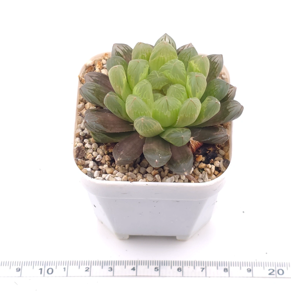 Haworthia cooperi | 草玉露 thumbnail 3