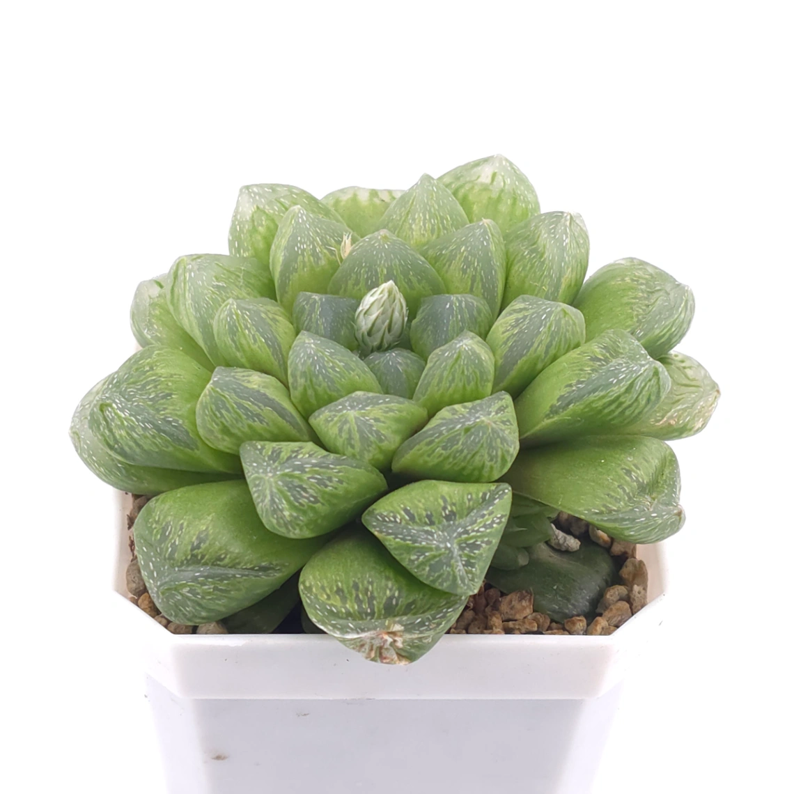 Haworthia ‘Snow’ | 雪花玉露 thumbnail 2