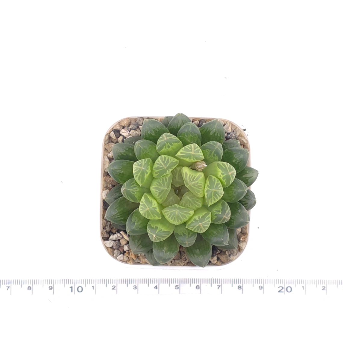 Haworthia cooperi | 草玉露 thumbnail 4