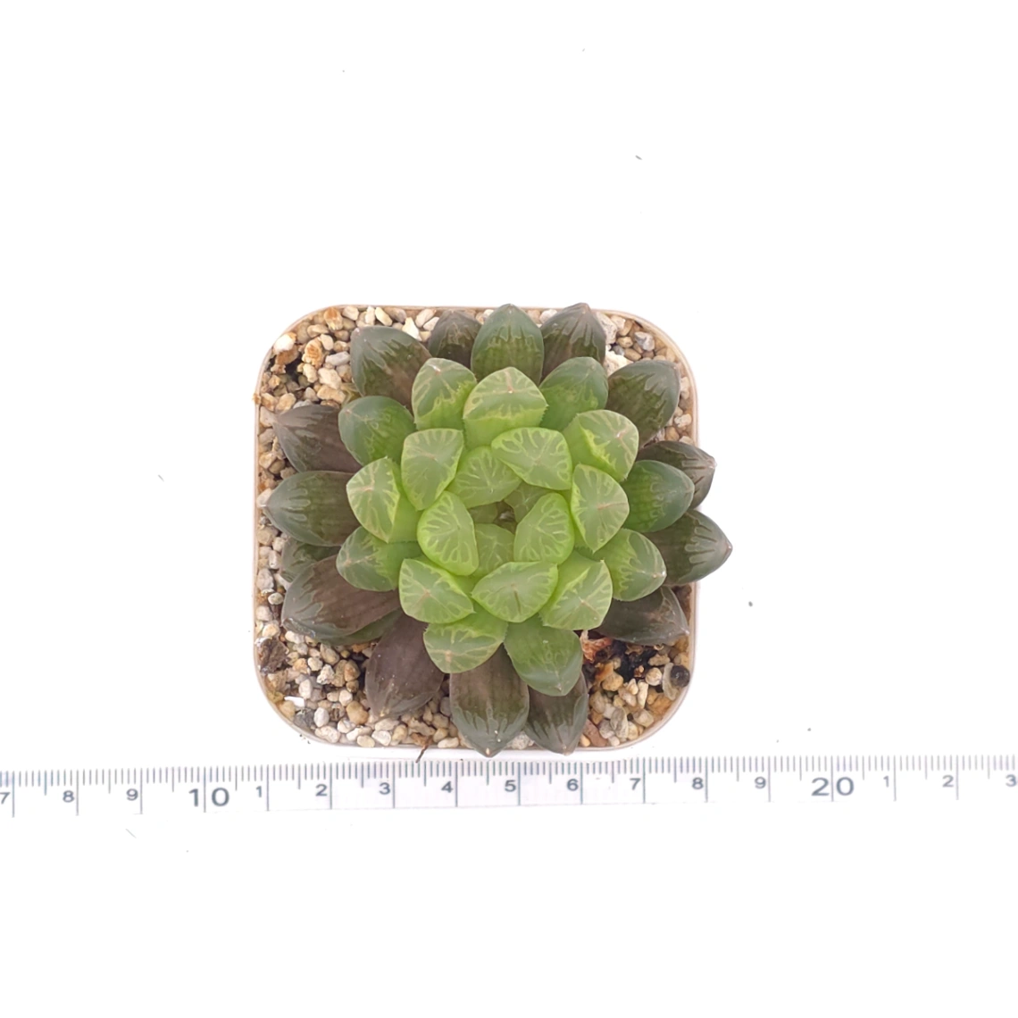 Haworthia cooperi | 草玉露 thumbnail 4