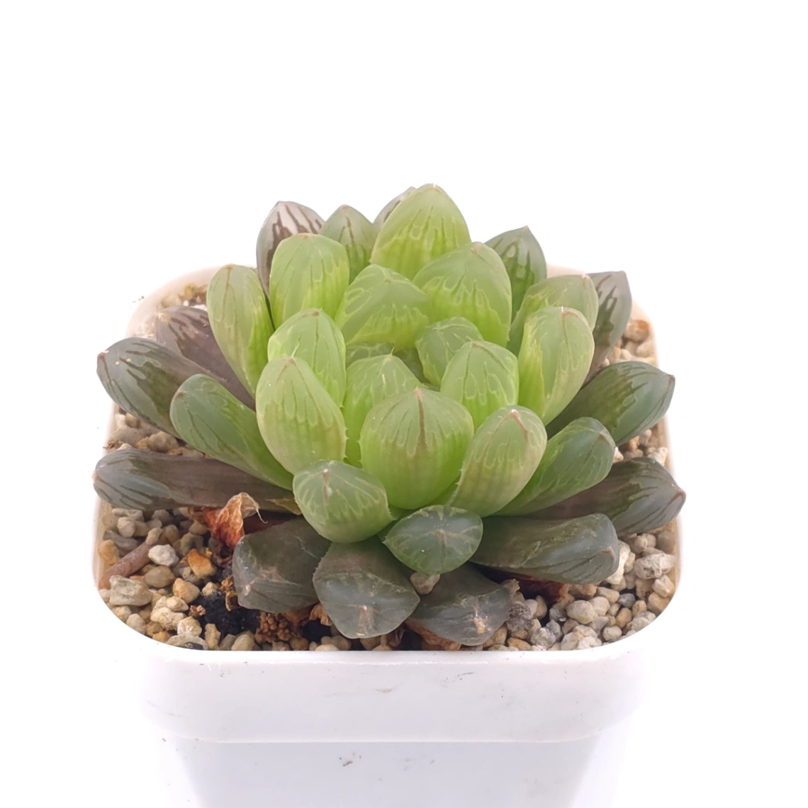 Haworthia cooperi | 草玉露 thumbnail 2