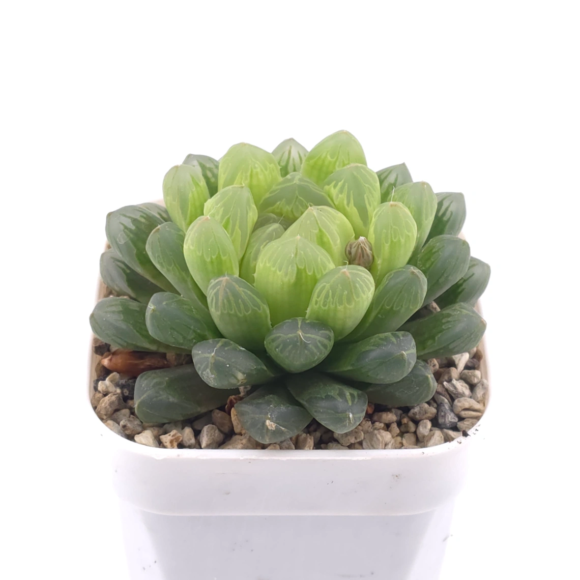 Haworthia cooperi | 草玉露 thumbnail 2