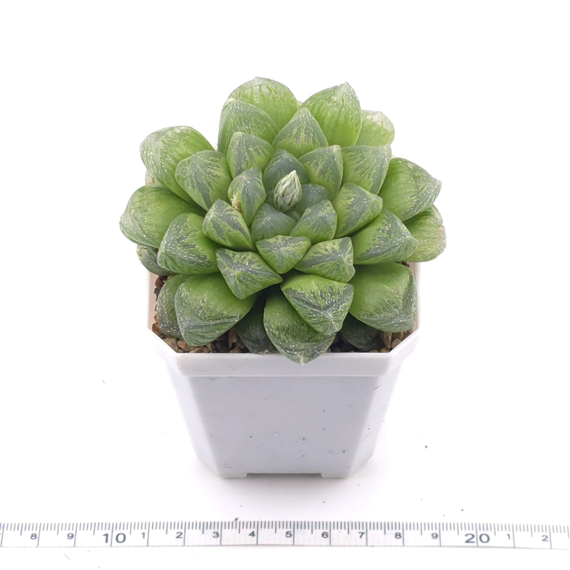 Haworthia ‘Snow’ | 雪花玉露 thumbnail 3