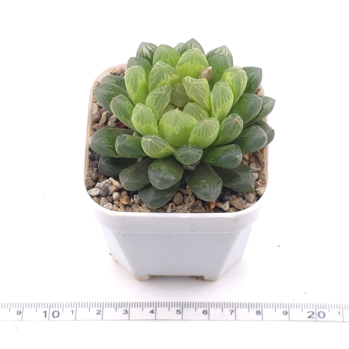 Haworthia cooperi | 草玉露 thumbnail 3