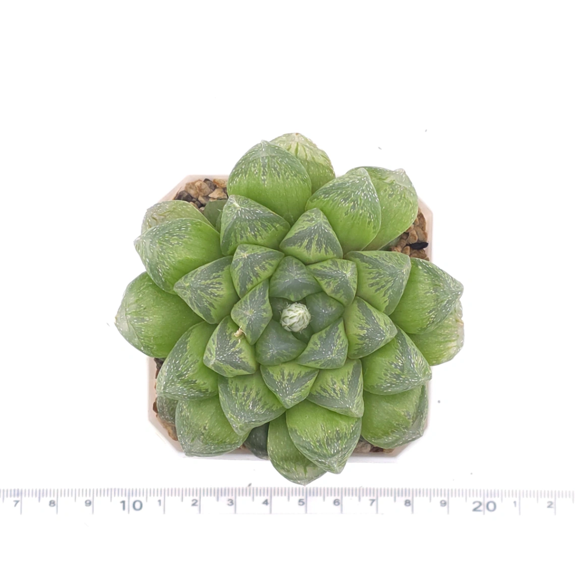 Haworthia ‘Snow’ | 雪花玉露 thumbnail 4