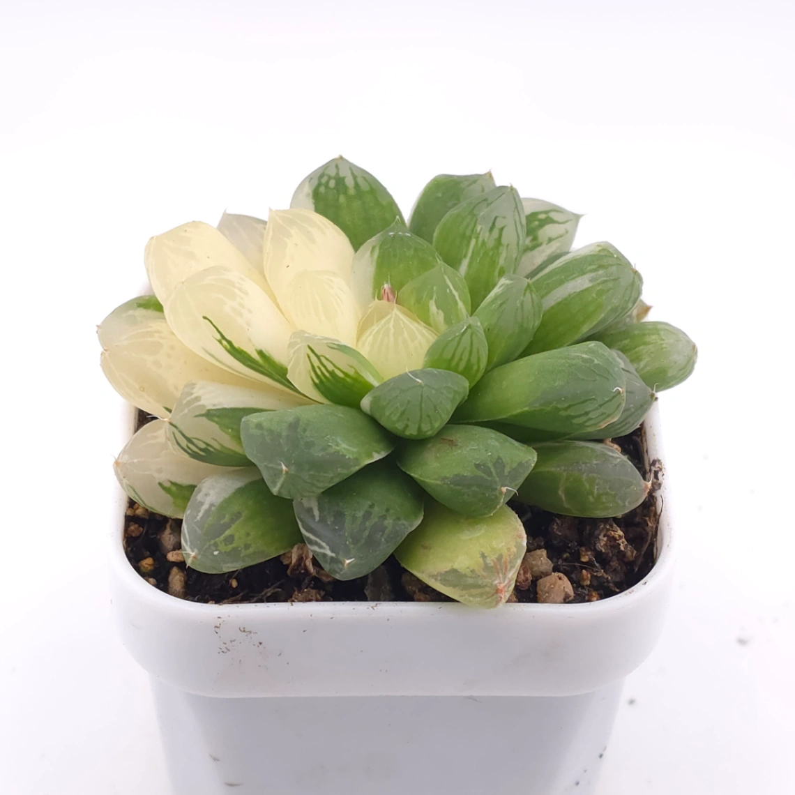 Haworthia Suzhou Variegated | 蘇州玉露錦 thumbnail 2