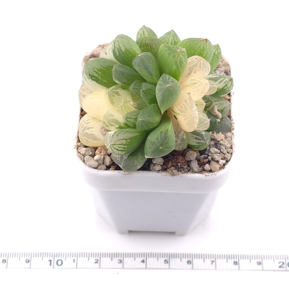 Haworthia Suzhou Variegated | 蘇州玉露錦 thumbnail 3