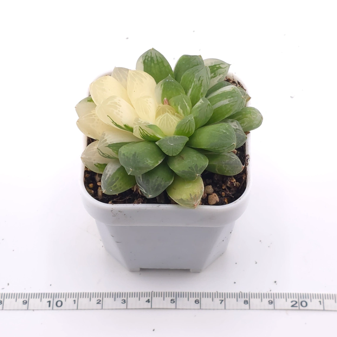 Haworthia Suzhou Variegated | 蘇州玉露錦 thumbnail 3