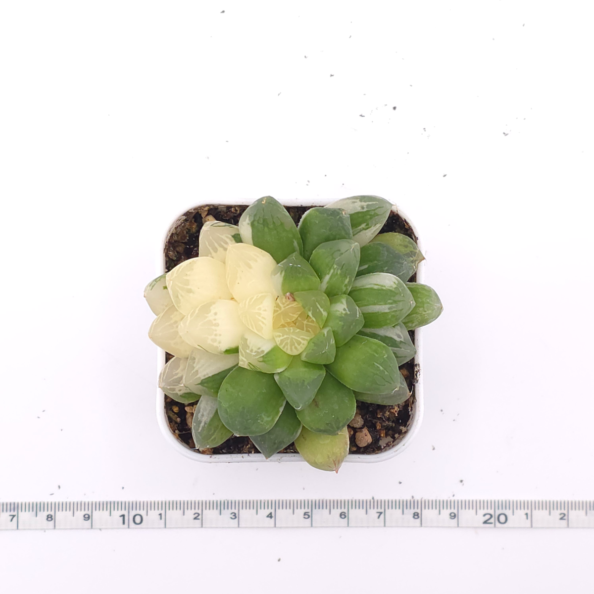 Haworthia Suzhou Variegated | 蘇州玉露錦 thumbnail 4