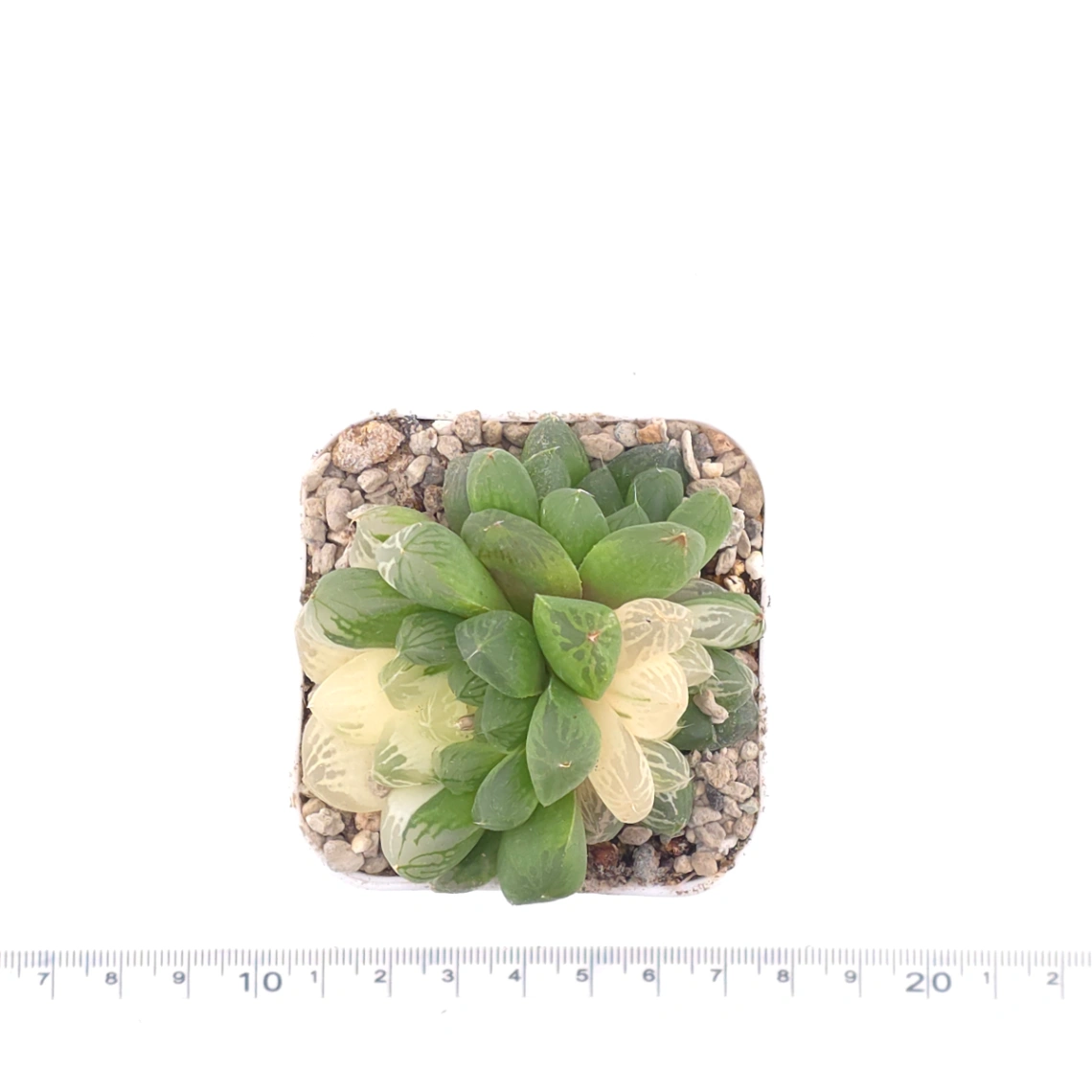 Haworthia Suzhou Variegated | 蘇州玉露錦 thumbnail 4