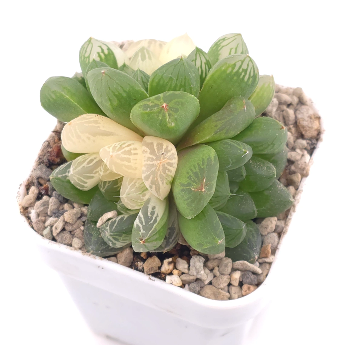 Haworthia Suzhou Variegated | 蘇州玉露錦 thumbnail 2