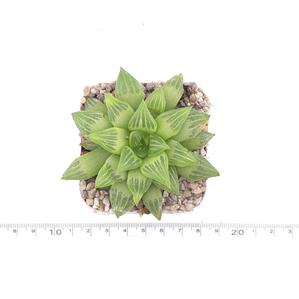 Haworthia turgida | 水晶壽 thumbnail 4