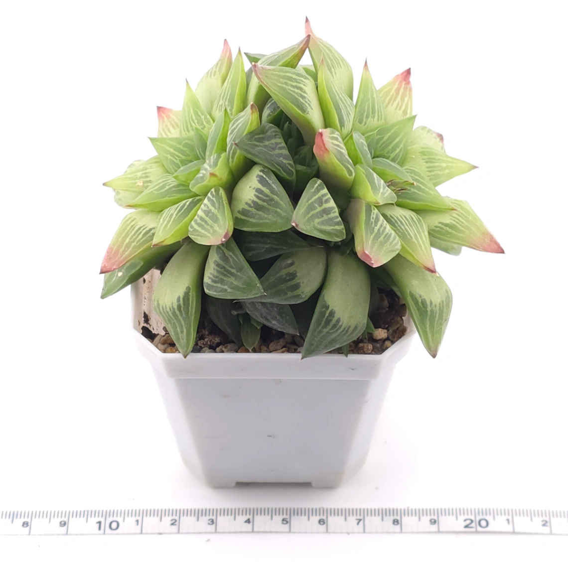 Haworthia turgida | 水晶壽 thumbnail 3