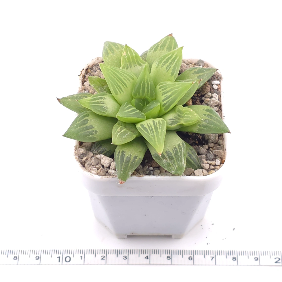 Haworthia turgida | 水晶壽 thumbnail 3