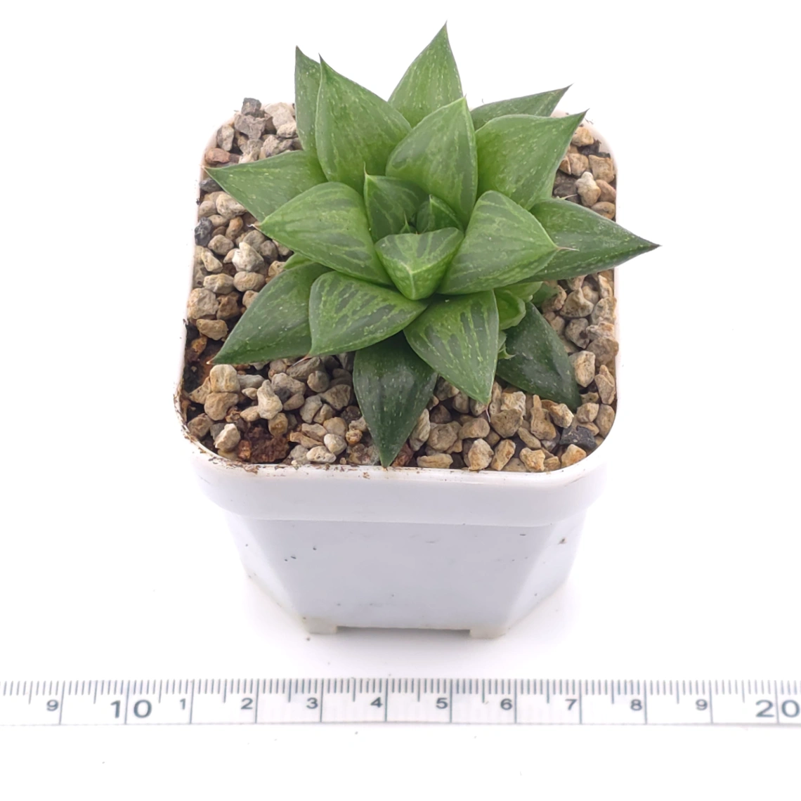 Haworthia venusta (C.L.Scott) M.B.Bayer magnifica | 玉露壽 thumbnail 3