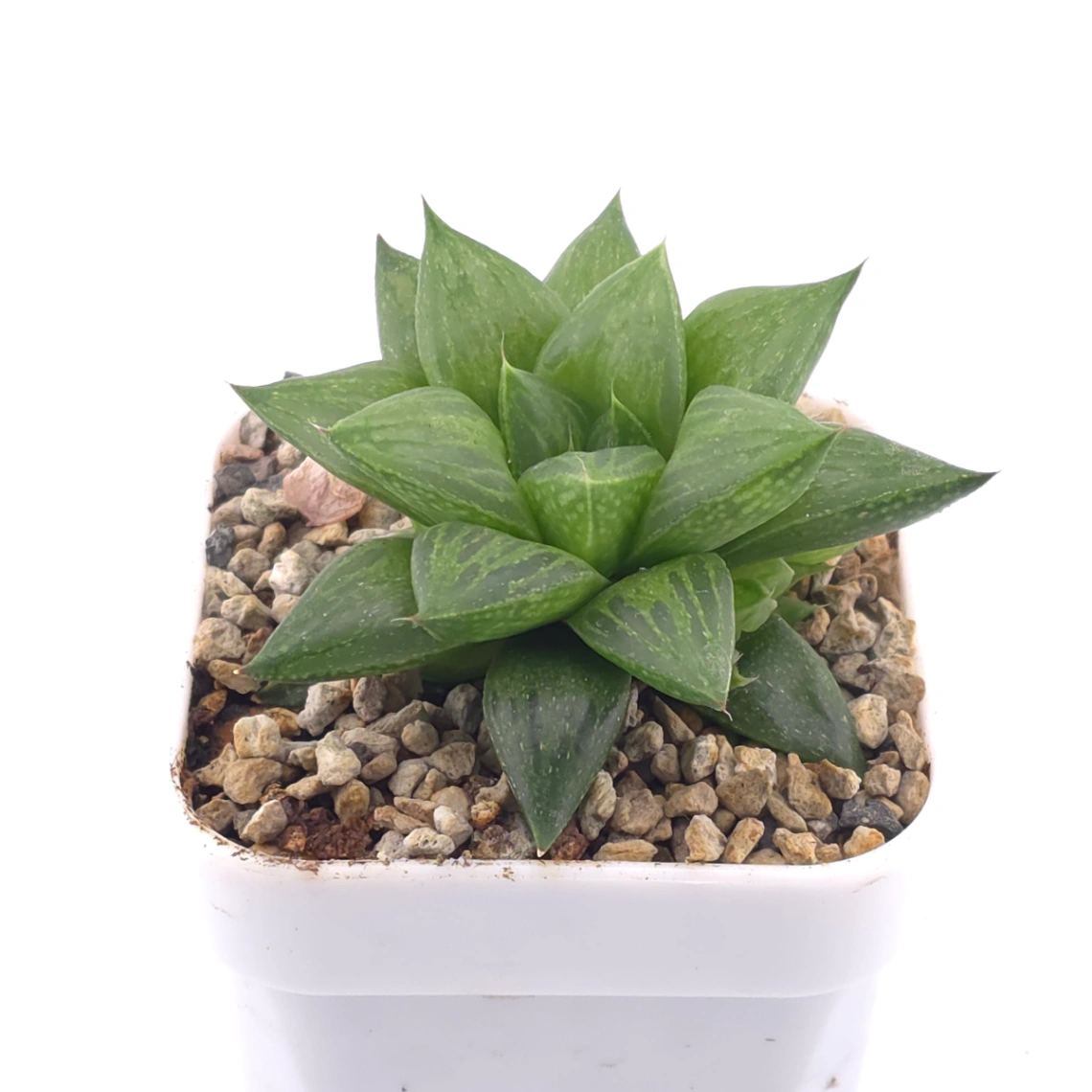 Haworthia venusta (C.L.Scott) M.B.Bayer magnifica | 玉露壽 thumbnail 2