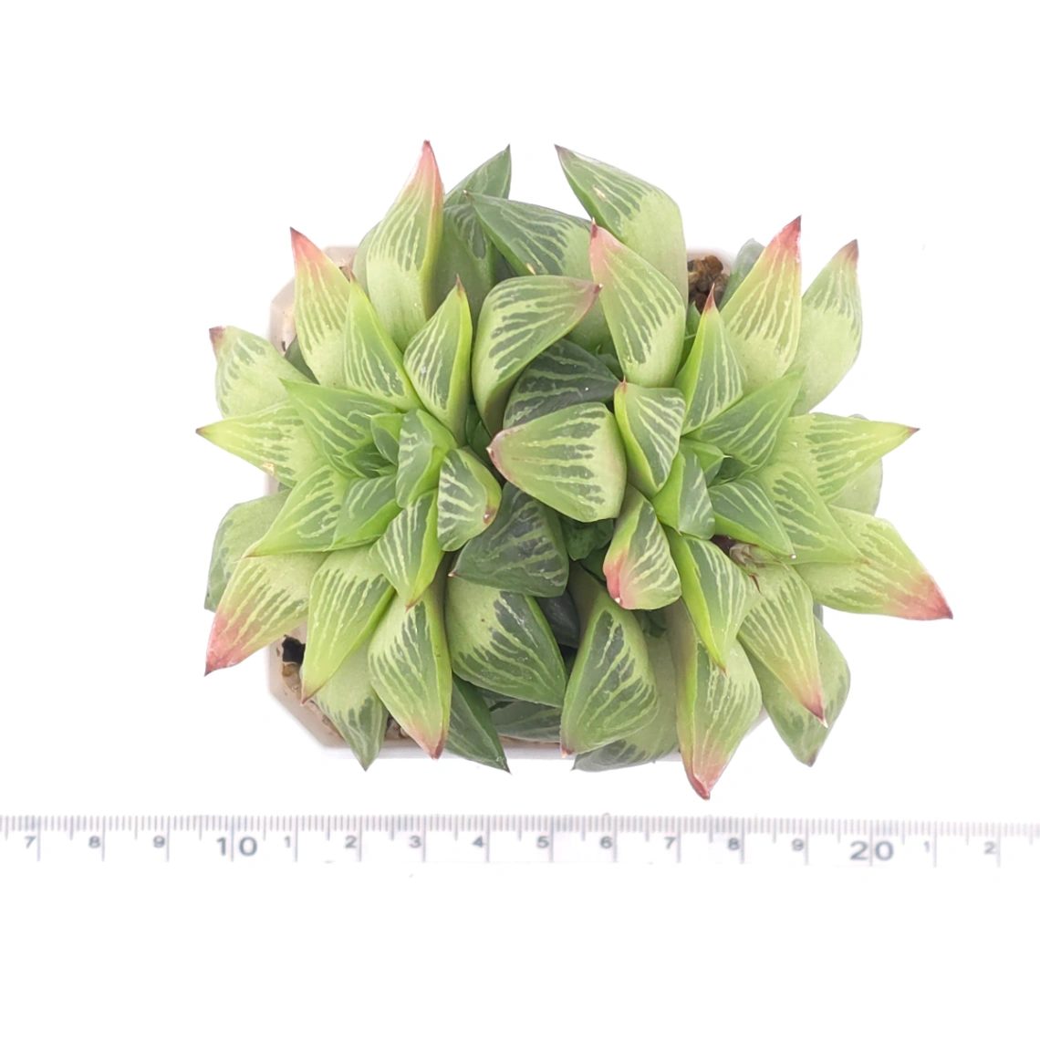 Haworthia turgida | 水晶壽 thumbnail 4