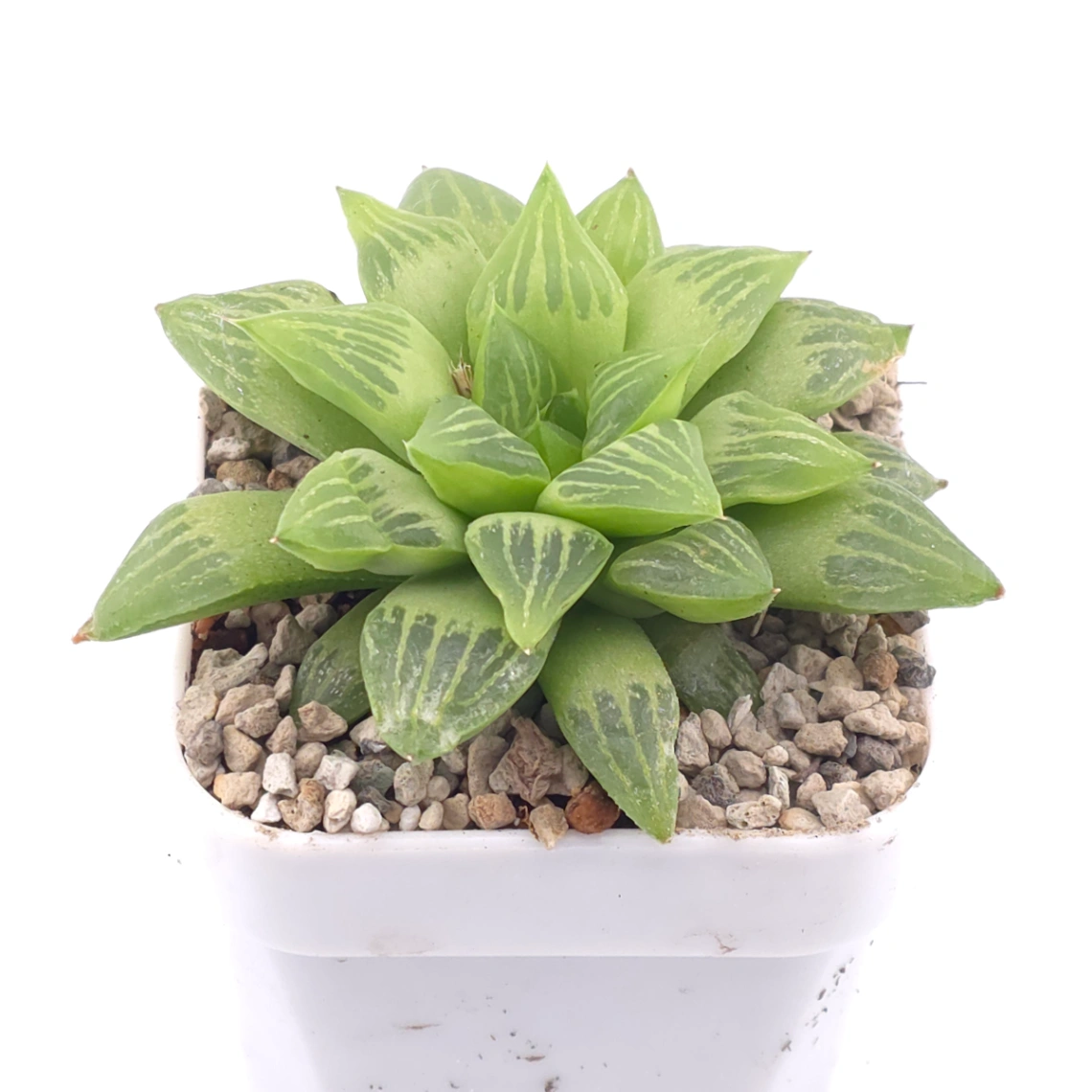 Haworthia turgida | 水晶壽 thumbnail 2