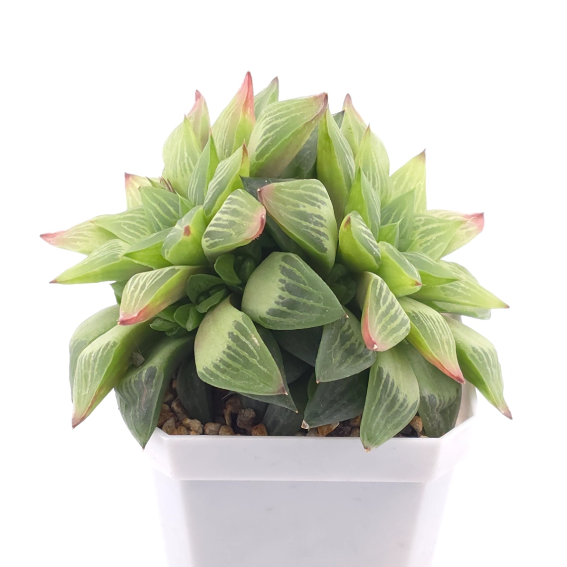 Haworthia turgida | 水晶壽 thumbnail 2