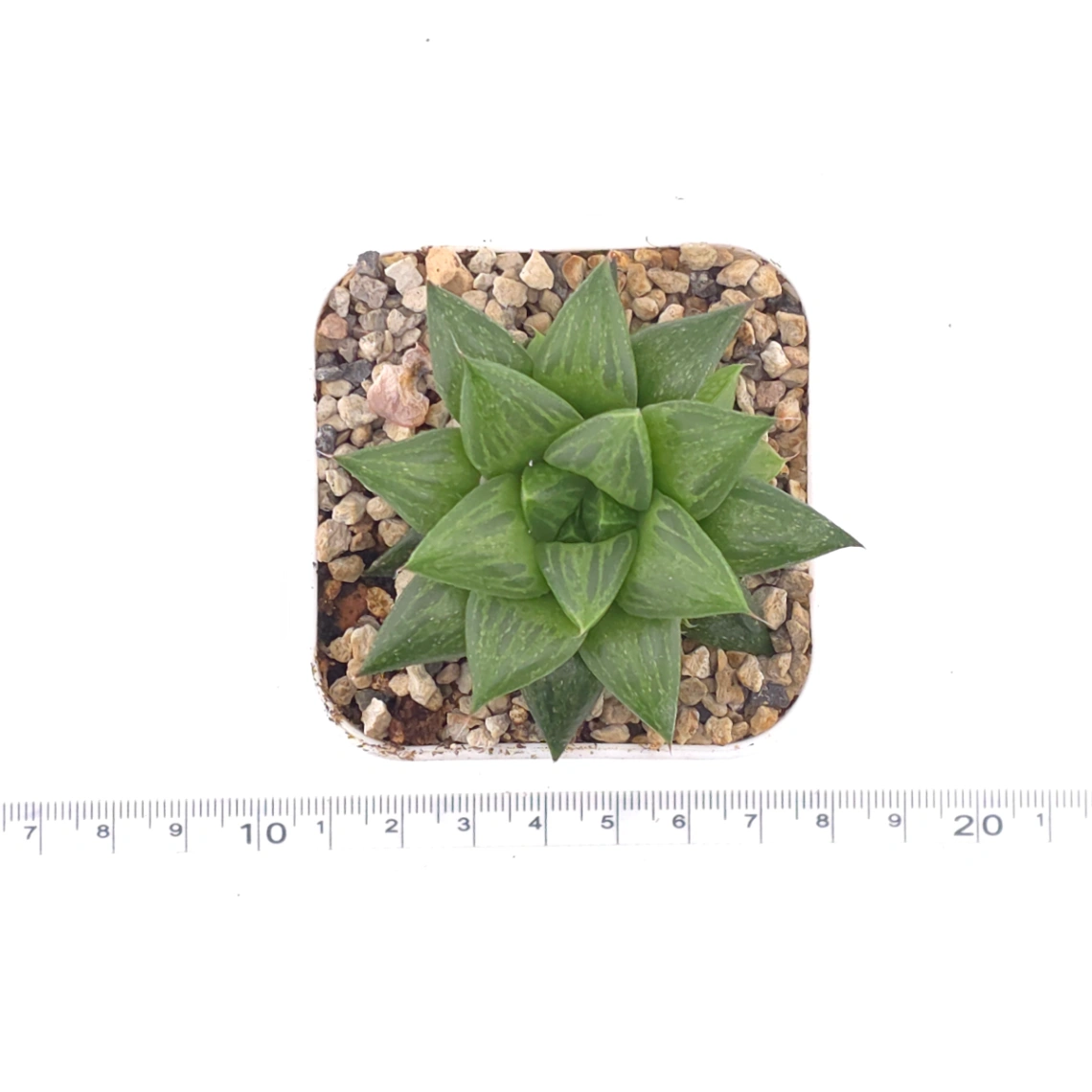 Haworthia venusta (C.L.Scott) M.B.Bayer magnifica | 玉露壽 thumbnail 4